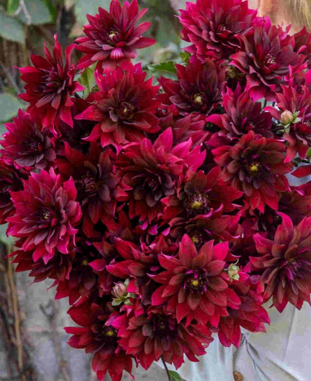 Dahlia hybrida Collection Cabernet