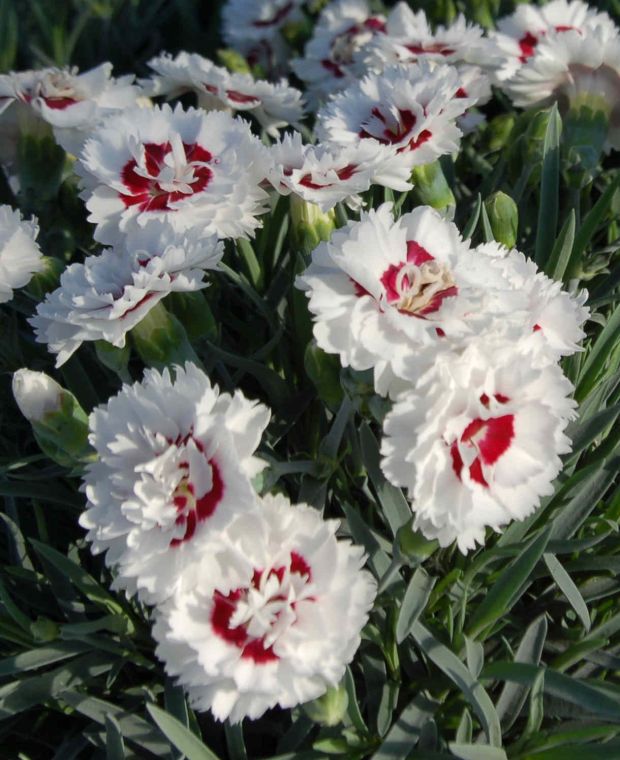 Dianthus Scent First Coconut Sundae