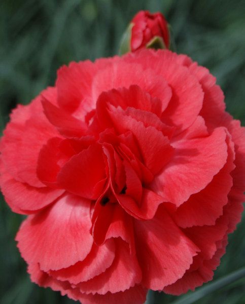 Dianthus Diane