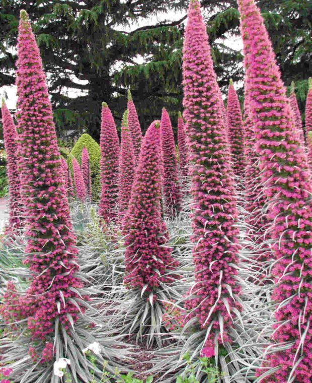 Echium Pink Fountain