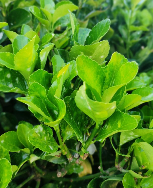 Euonymus japonicus Green Spire