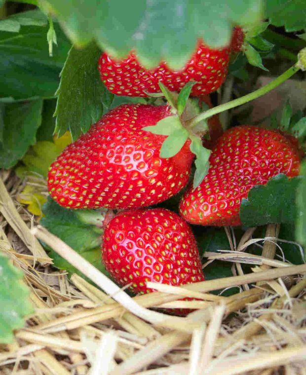 Fragaria x ananassa Symphony