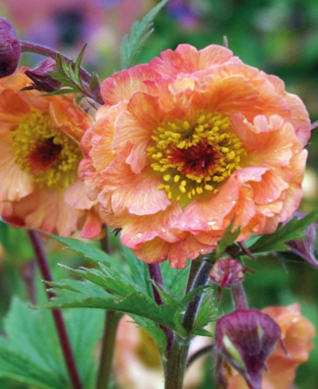 Geum Mai Tai