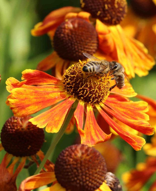 Helenium Indian Summer Mix