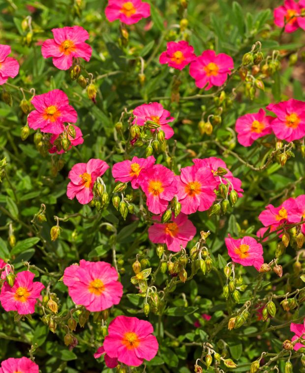 Helianthemum Ben Hope
