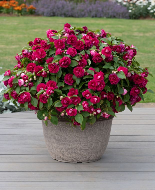 Impatiens Glimmer Double Burgundy