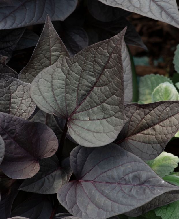 Ipomoea Solar Power Black Heart 