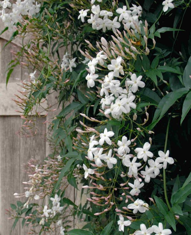 Jasminum officinale