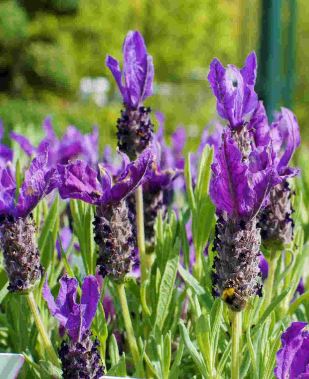 Lavandula pedunculata subsp. Lucitanica