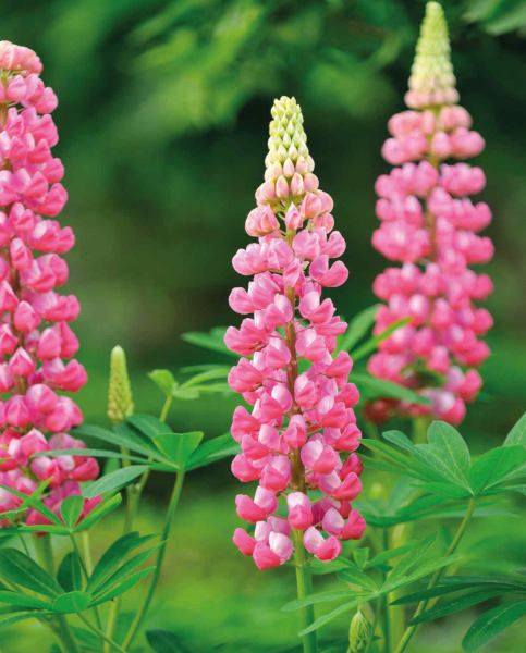 Lupin Gallery Pink