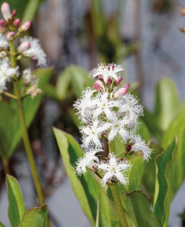Menyanthes trifoliata