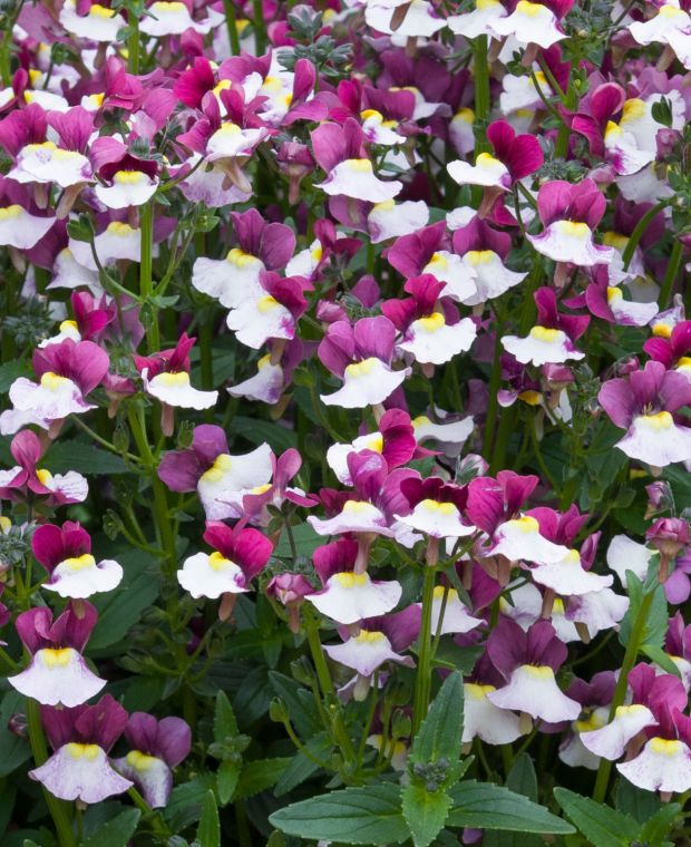 Nemesia Melody Morello Ice