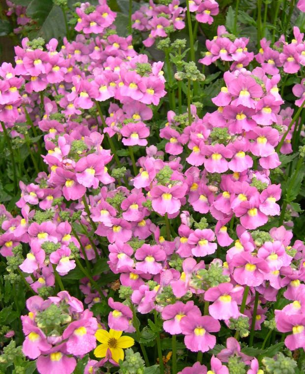 Nemesia Karoo Pink