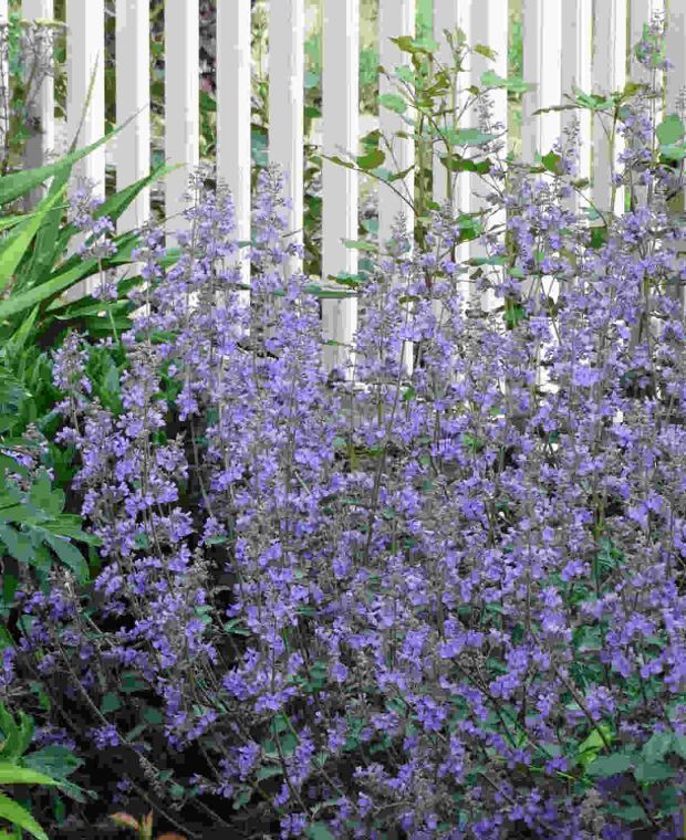 Nepeta Walkers Low