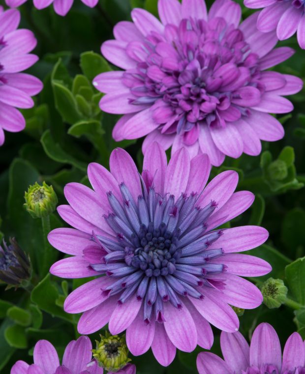 Osteospermum 3D Pink