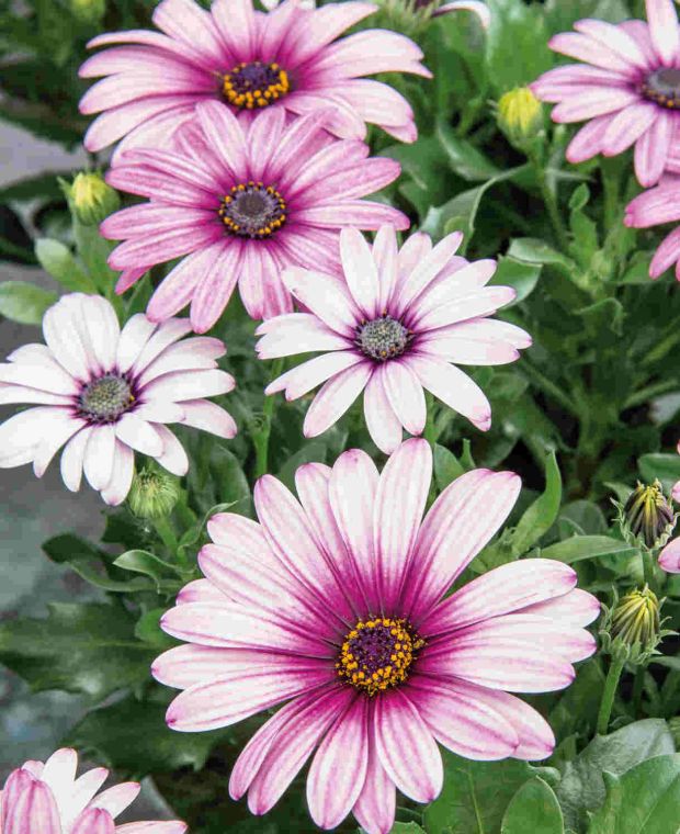 Osteospermum Dalina Compact White Pink Blush