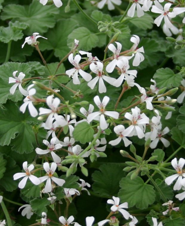 Pelargonium Grandeur Odorata Nutmeg