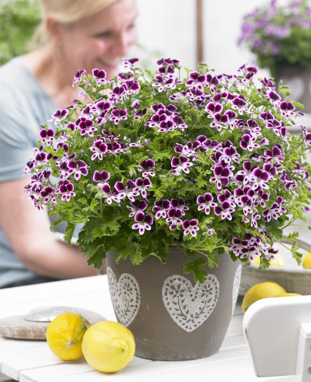 Pelargonium Mosquitaway Eva