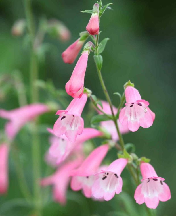 Penstemon Apple Blossom
