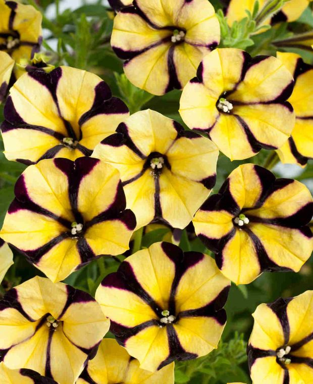 Petunia hybrida Aurora Ray Black