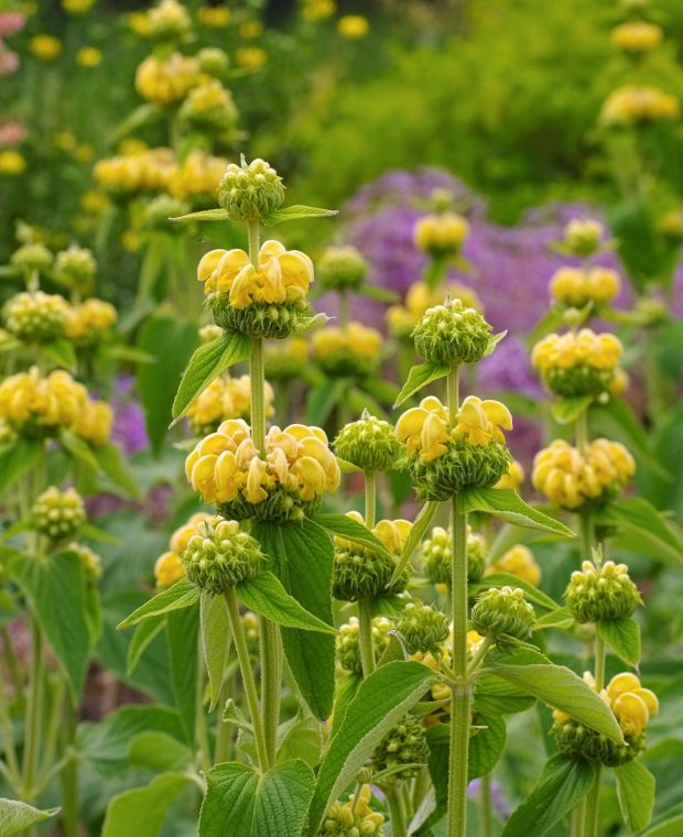 Phlomis Russeliana