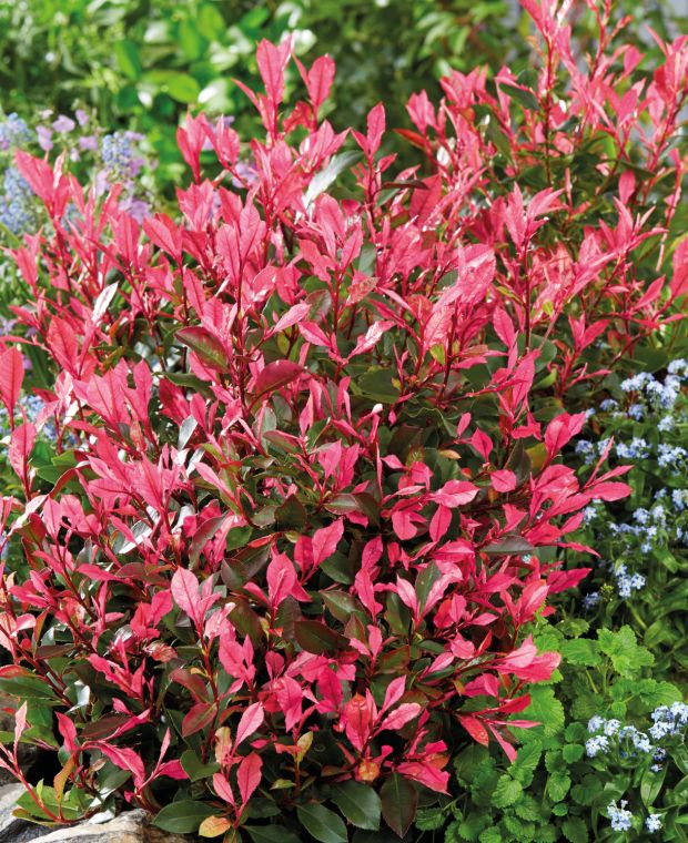 Photinia fraseri Little Fenna 
