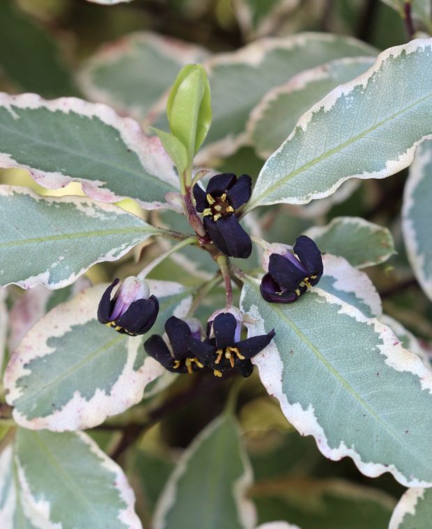 Pittosporum tenuifolium Elizabeth