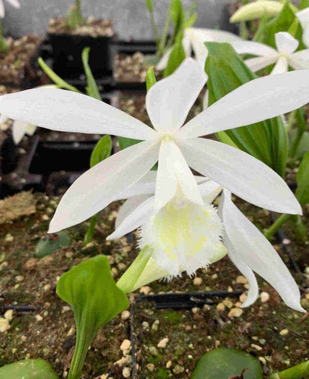 Pleione formosana Alba