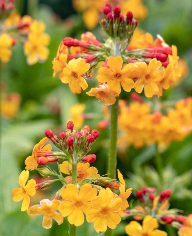 Primula bulleyana