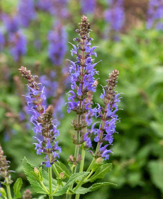 Salvia nemerosa 'Blauhugel' 