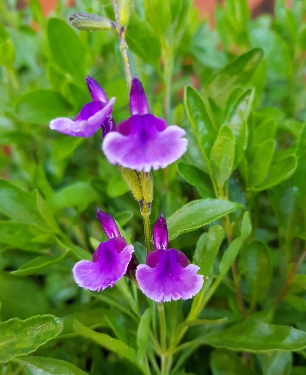 Salvia Oriental Dove