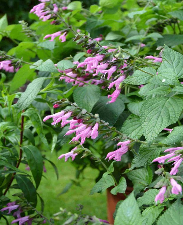 Salvia Pink Amistad