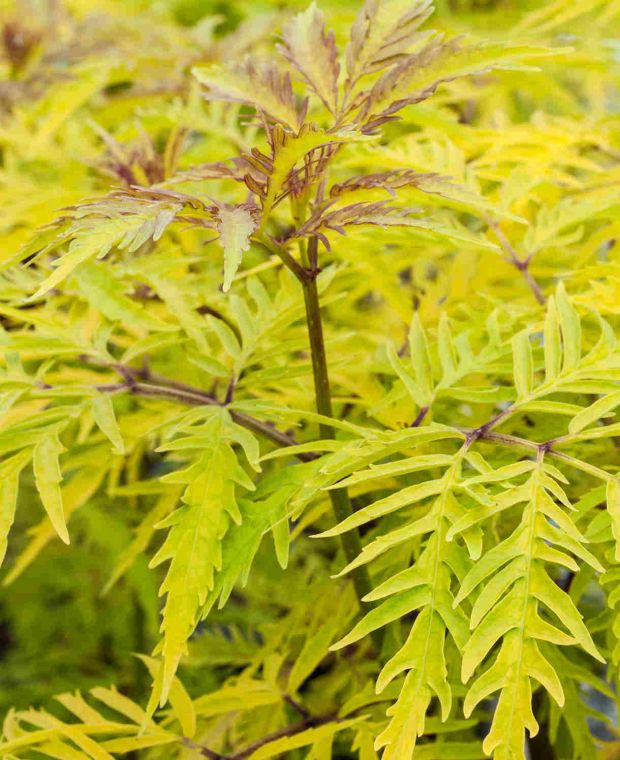 Sambucus racemosa Sutherland Gold