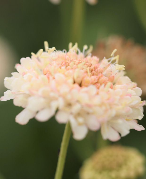 Scabiosa atropurpurea Fata Morgana