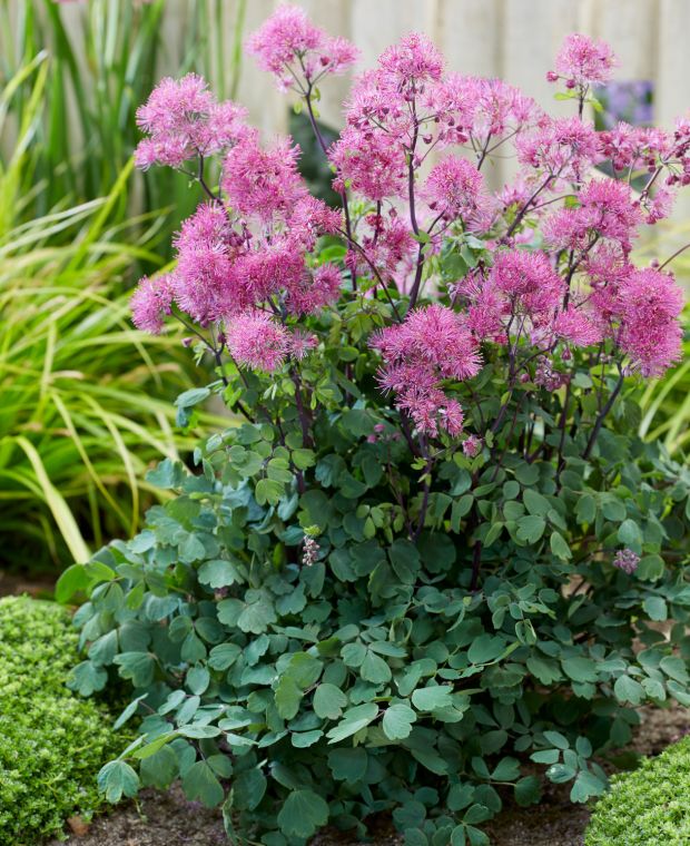 Thalictrum Little Pinkie