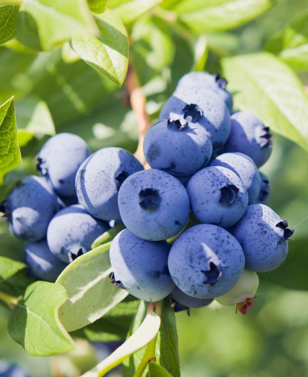 Vaccinium corymbosum Liberty
