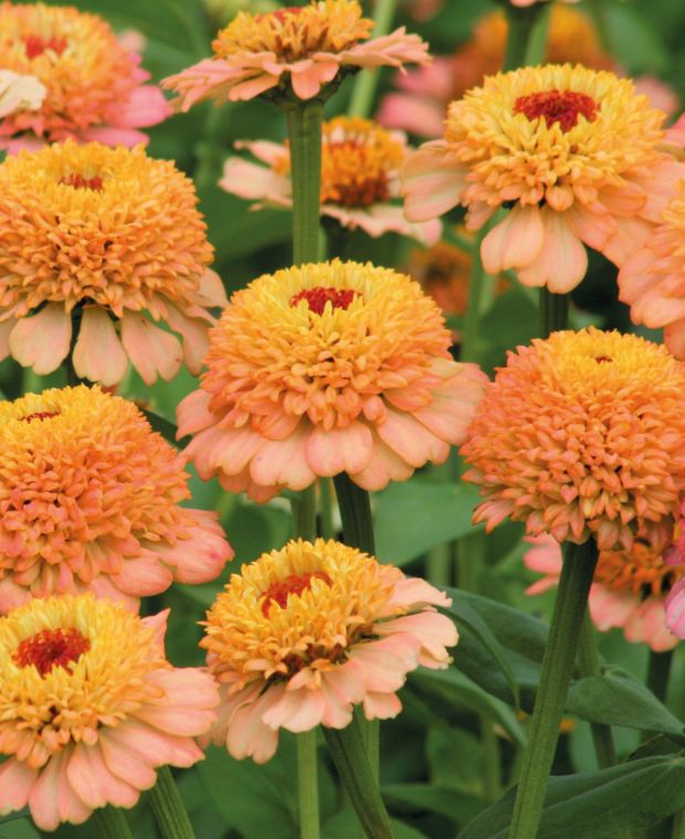 Zinnia elegans Zinderella Peach