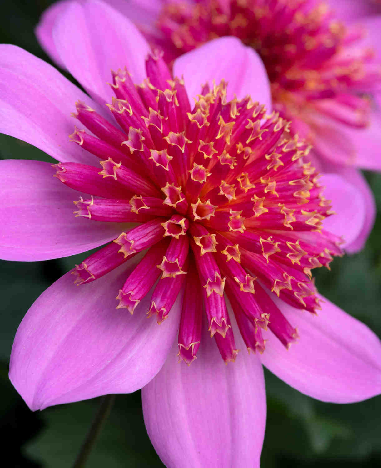 Dahlia Dalina Maxi Starburst Pink