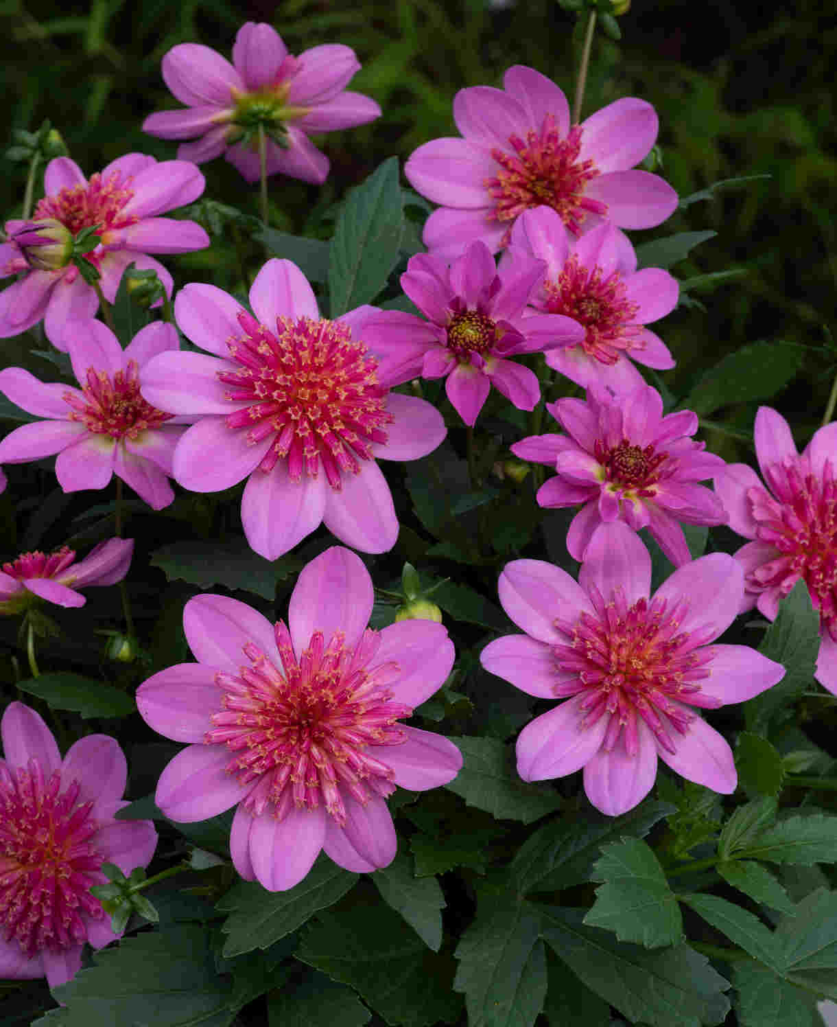 Dahlia Dalina Maxi Starburst Pink