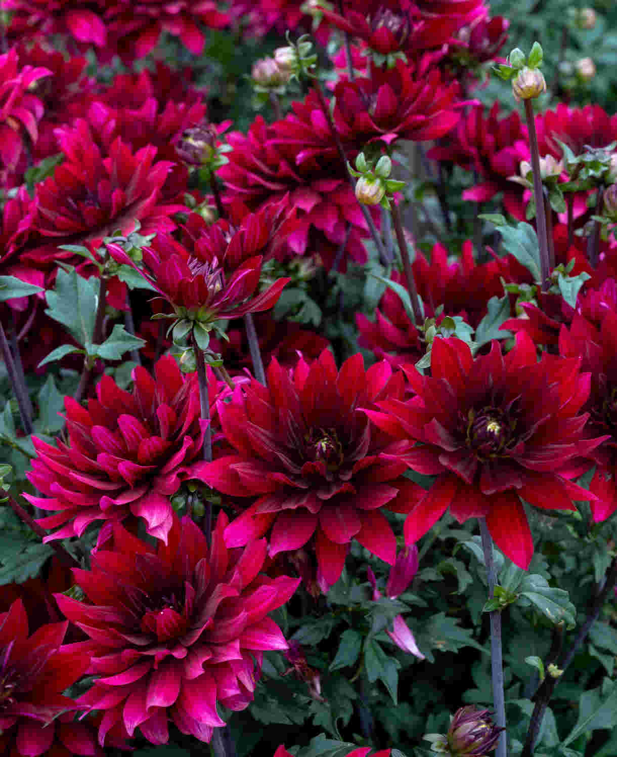 Dahlia hybrida Collection Cabernet