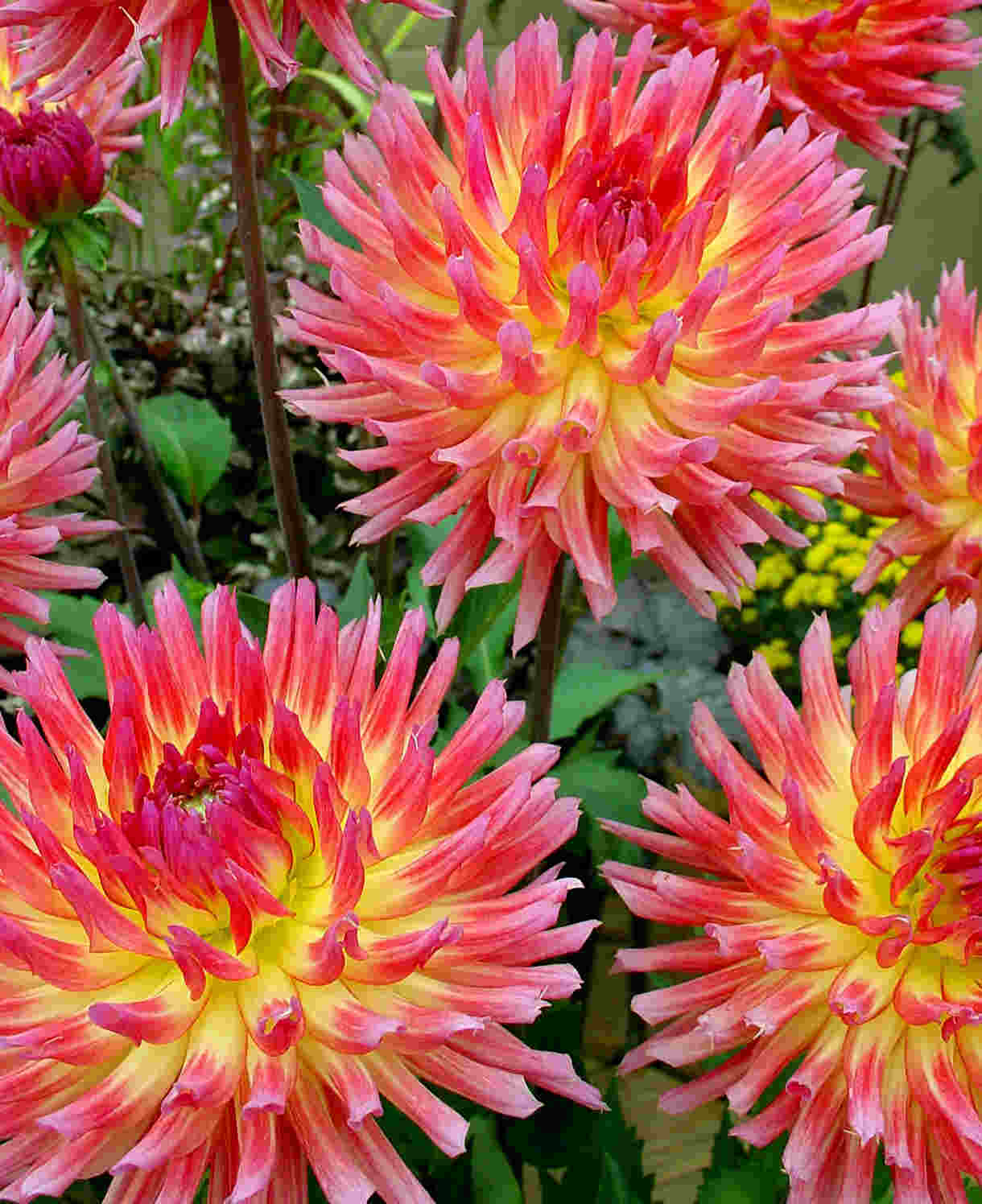 Dahlia hybrida Collection Pink Spider