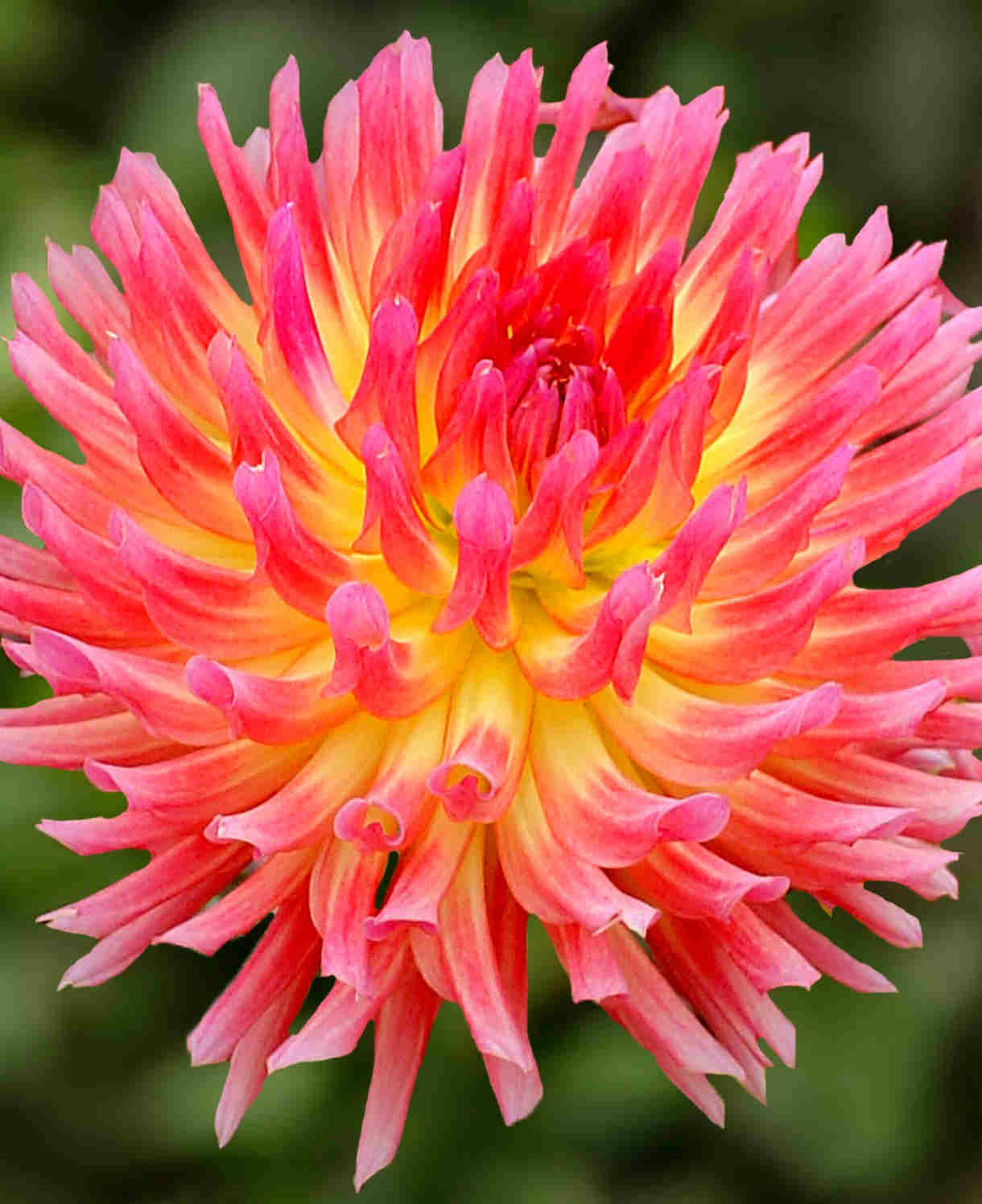 Dahlia hybrida Collection Pink Spider