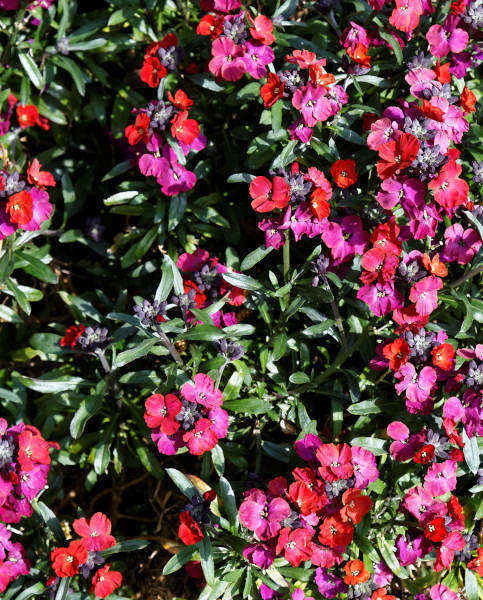 Erysimum Red Jep