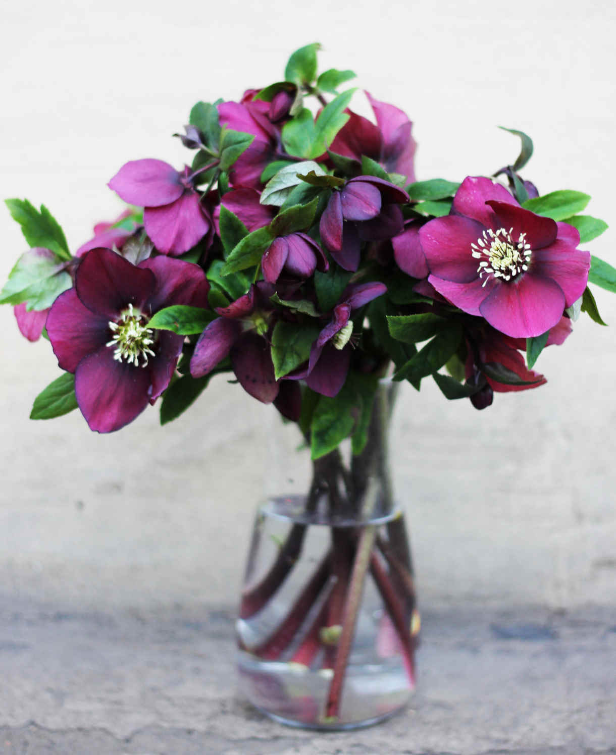 Helleborus Pretty Single Red Ellen