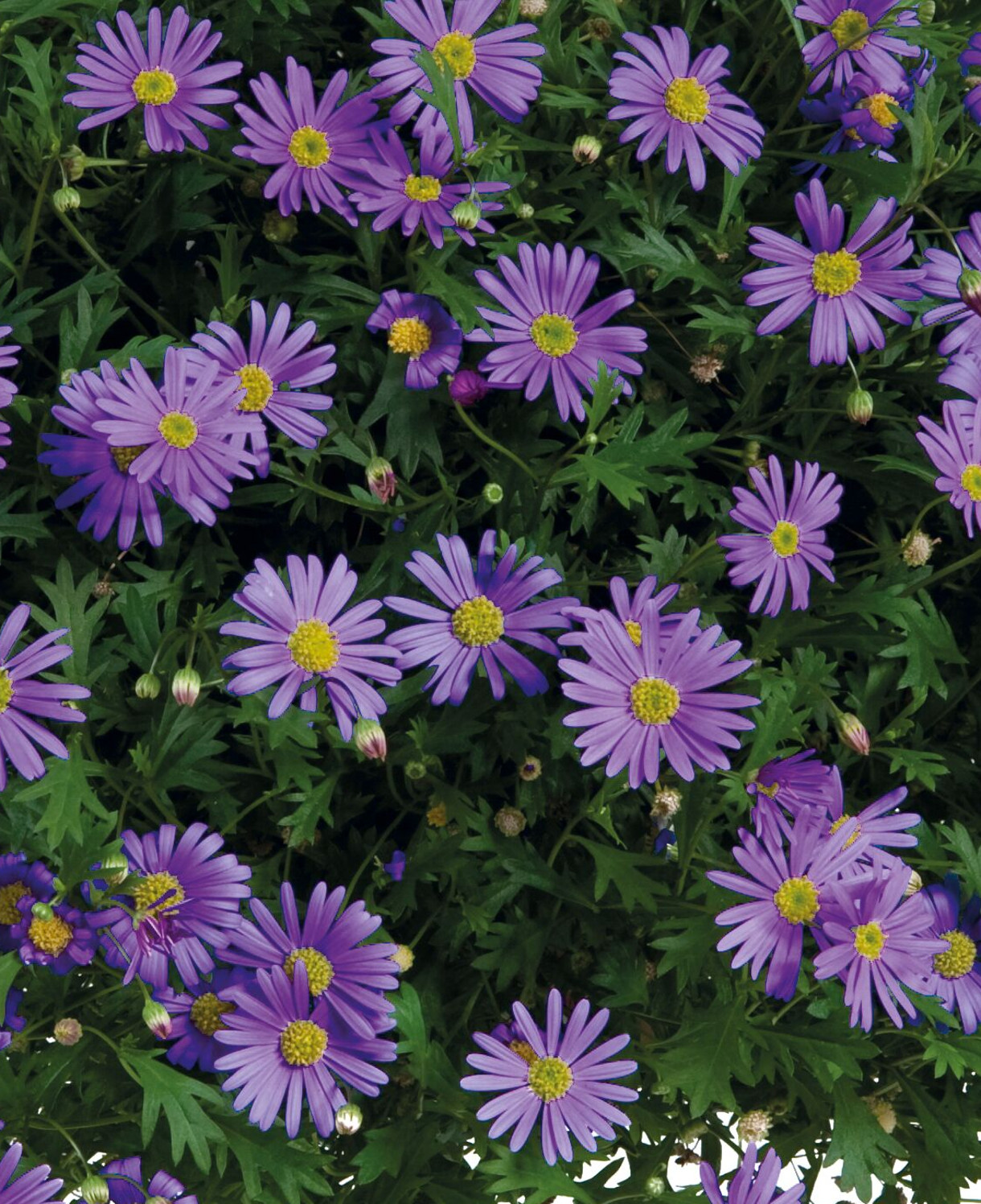 Brachyscome angustifolia Brasco Violet