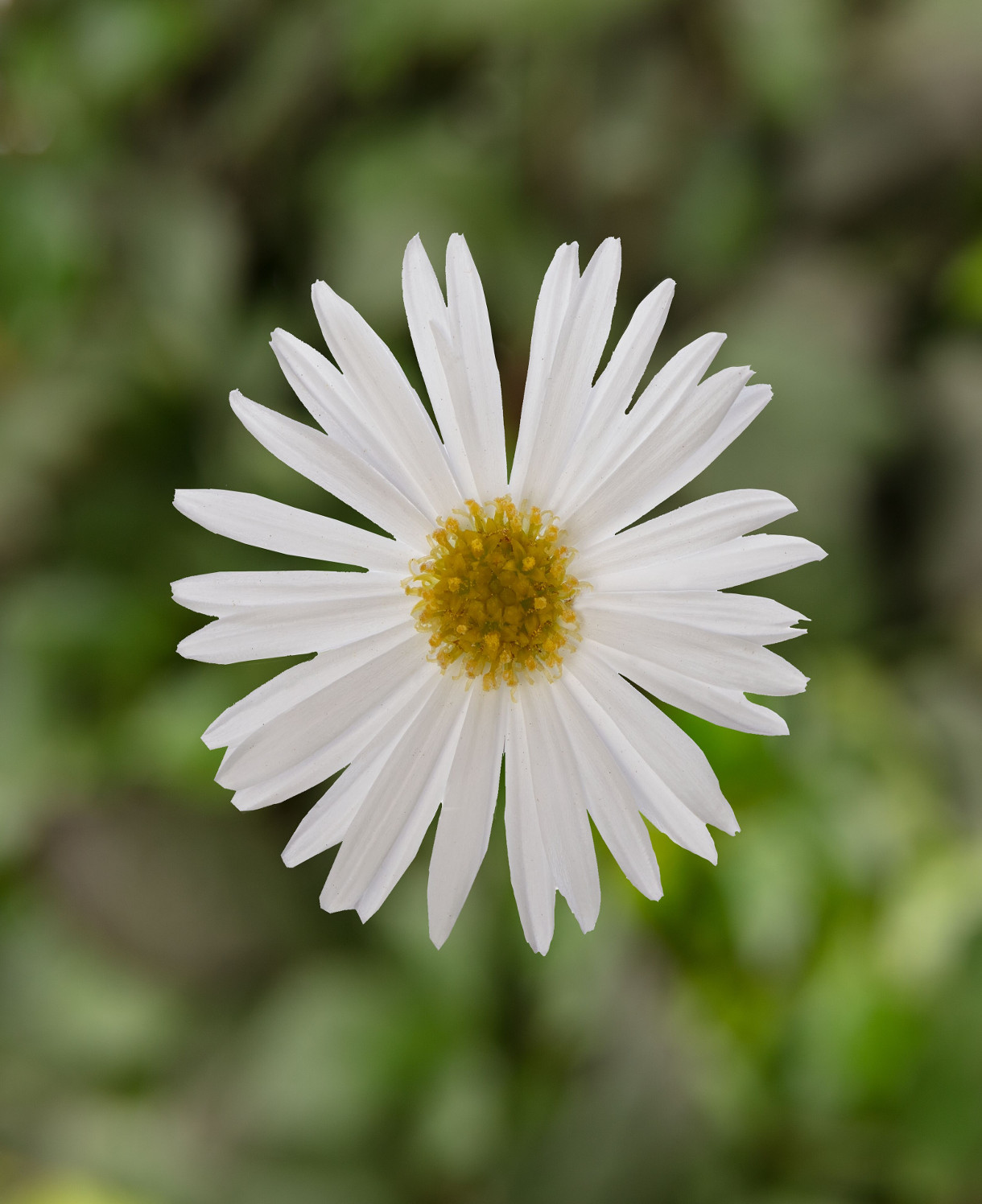 Brachyscome multifida Surdaisy White