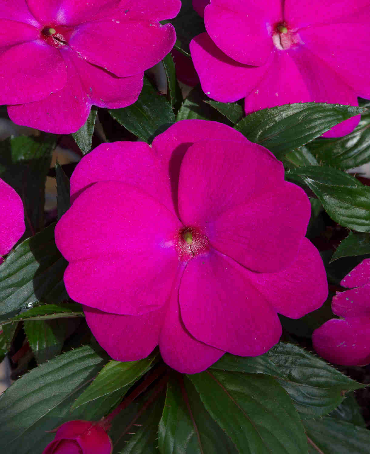 Impatiens Clockwork Purple 