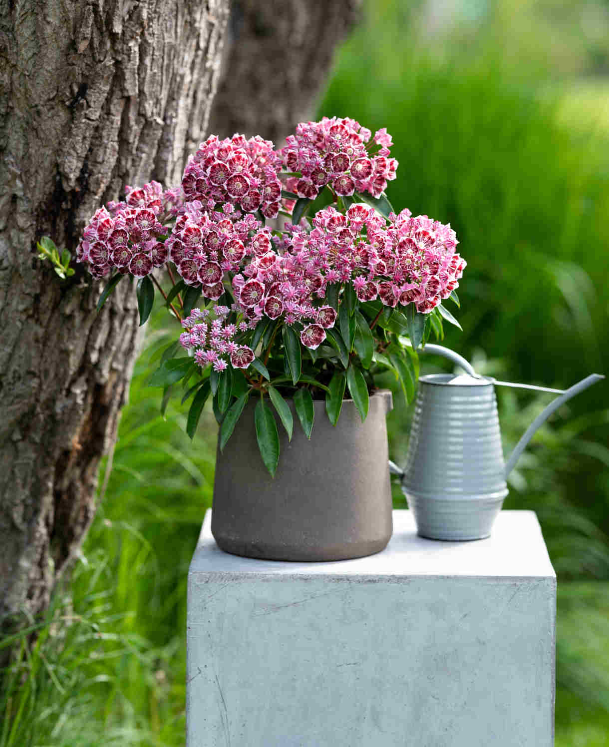 Kalmia latifolia Kaleidoscope