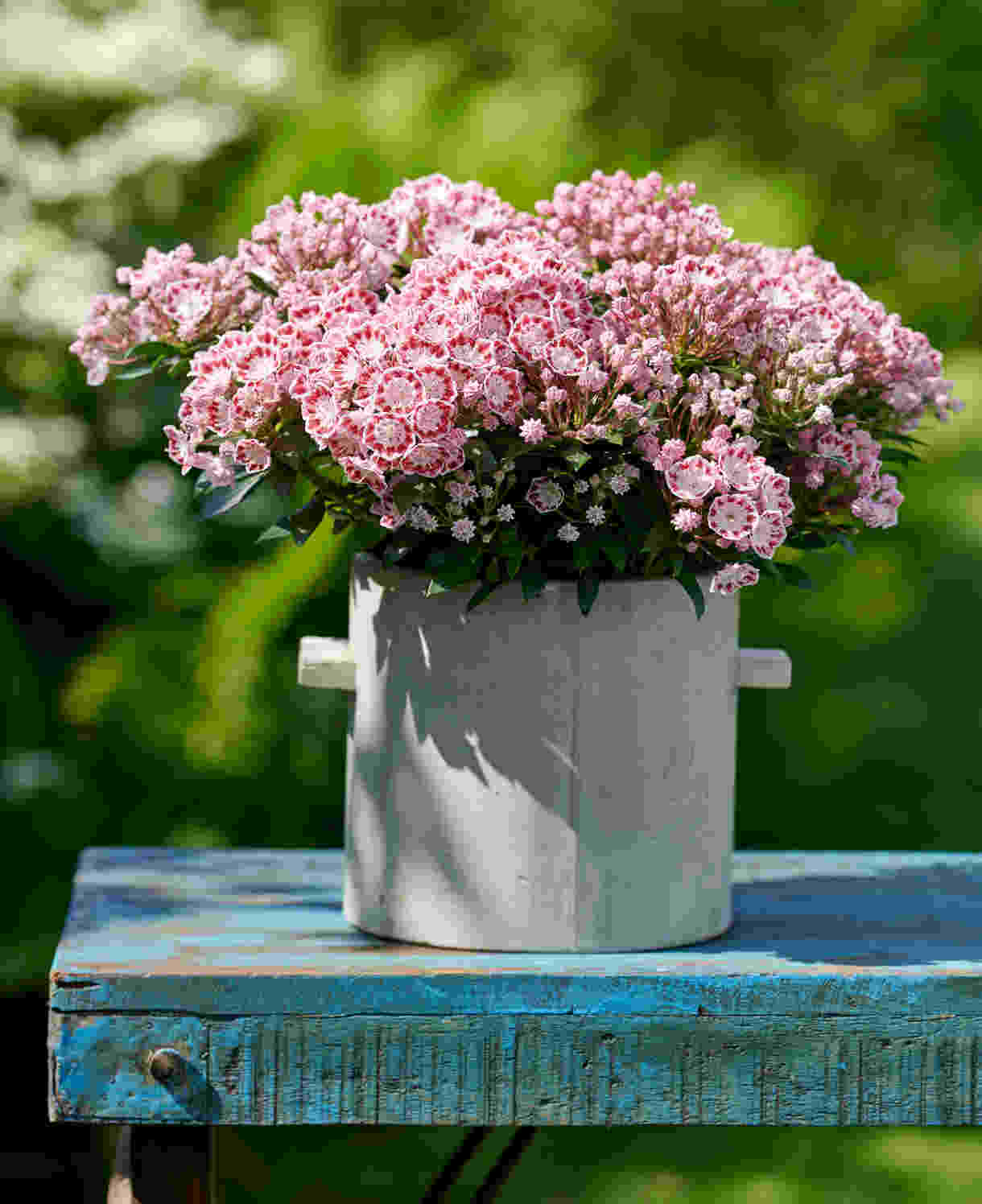 Kalmia latifolia Minuet