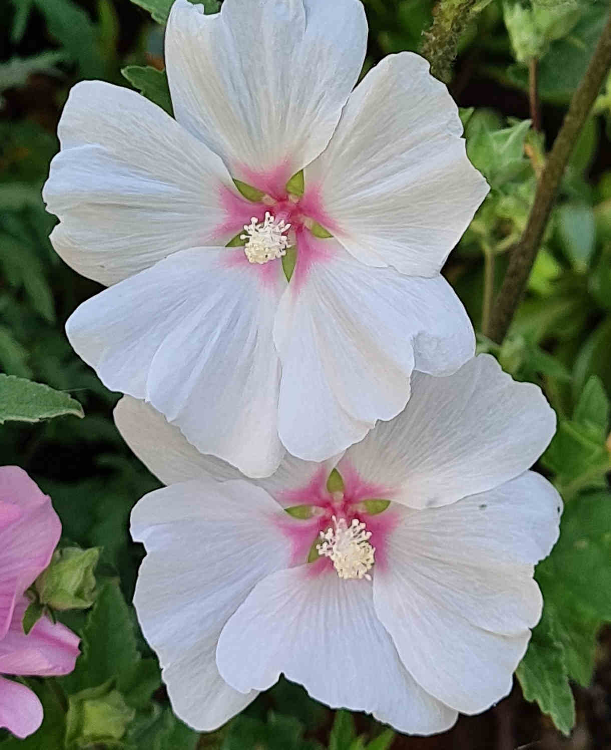 Lavatera Marshmallow Cherry Blush 